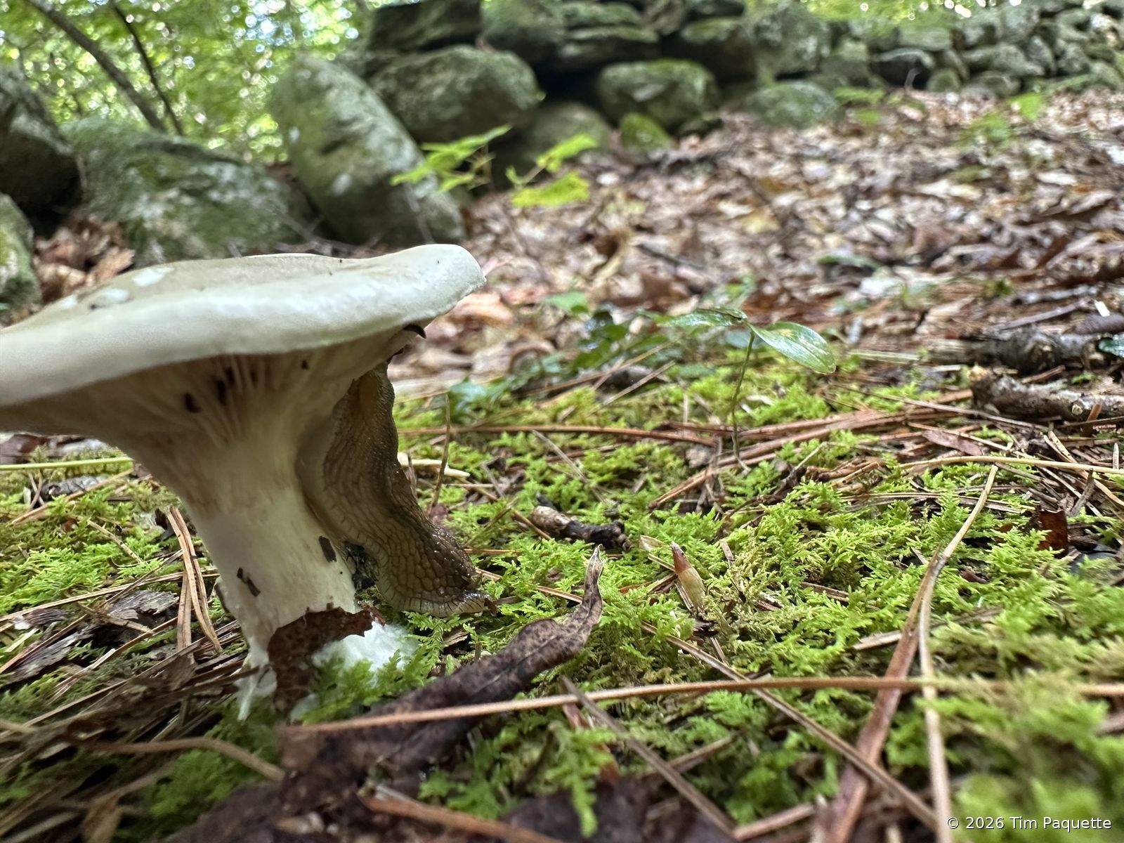 White cap on moss