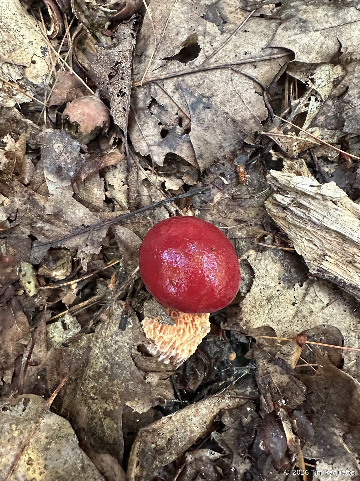 Deep red bolete with reticulate stipe