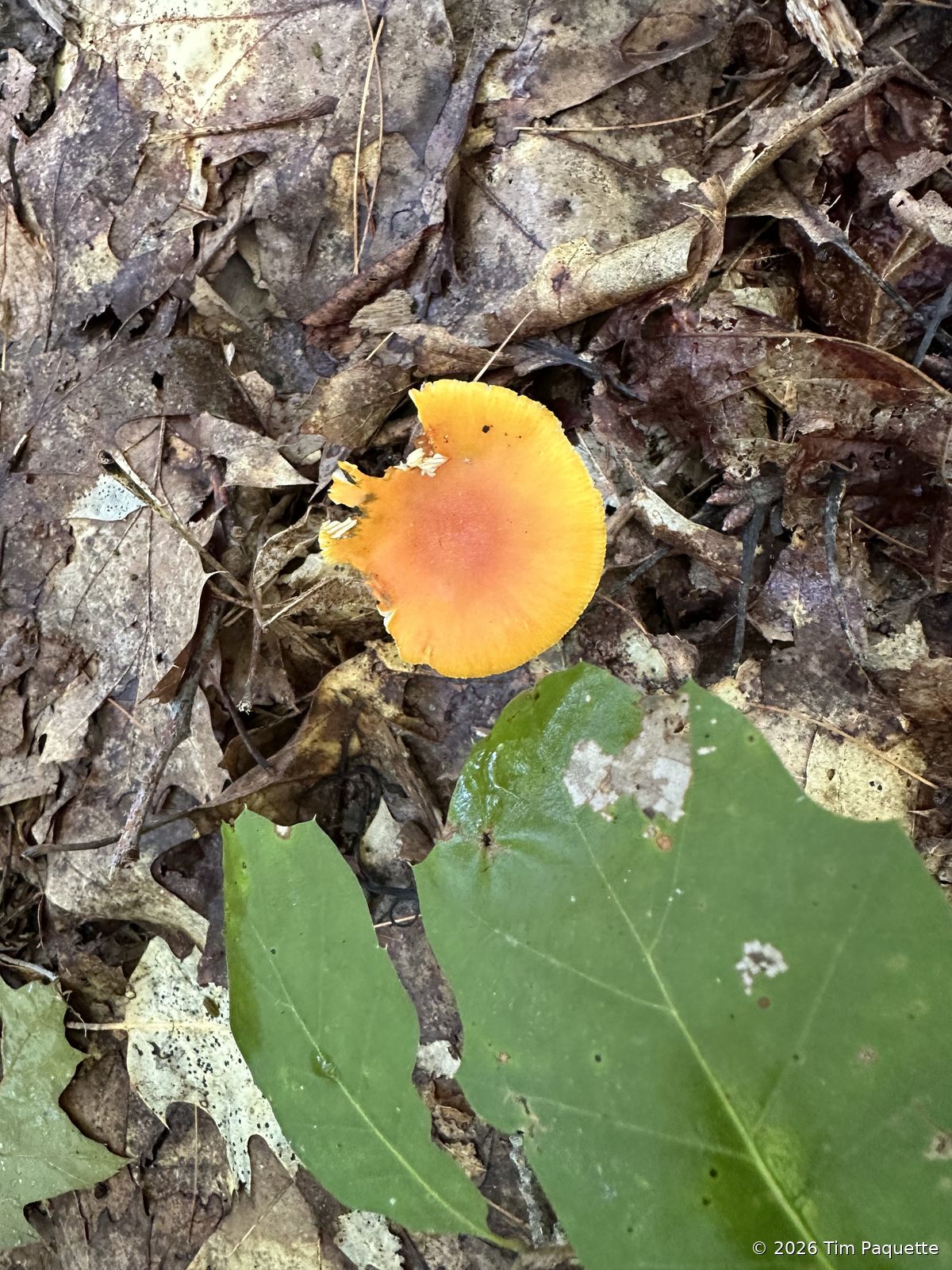 Tall yellow-capped mushroom