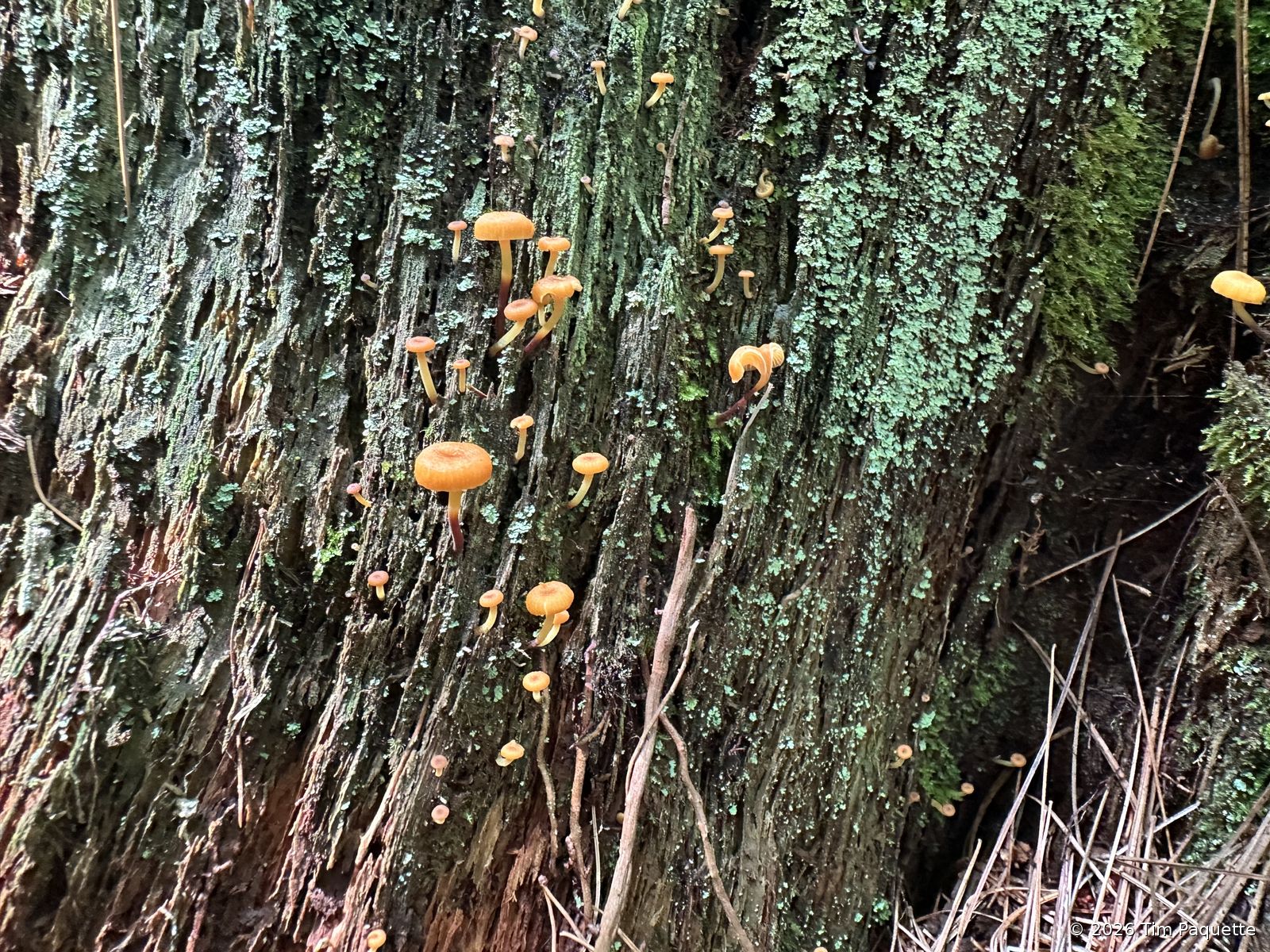 Orange troop on a standing log