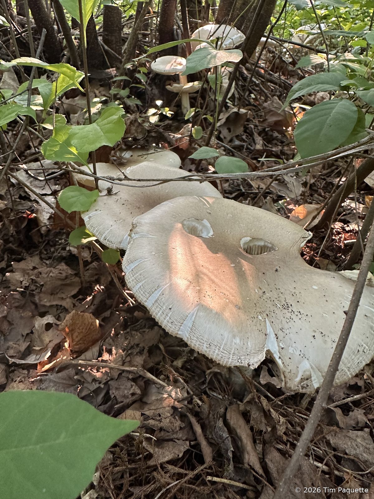 Large bolete at the base of a stump