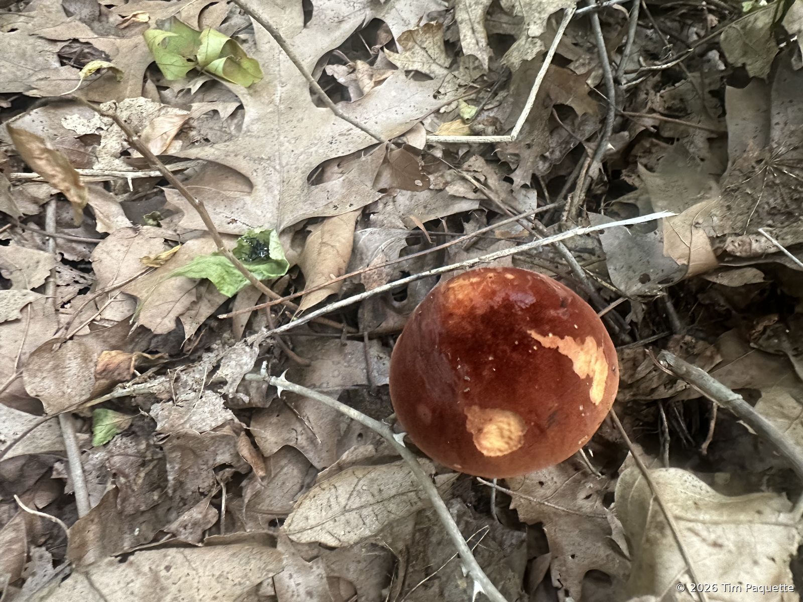 Dark red-brown bolete by the water