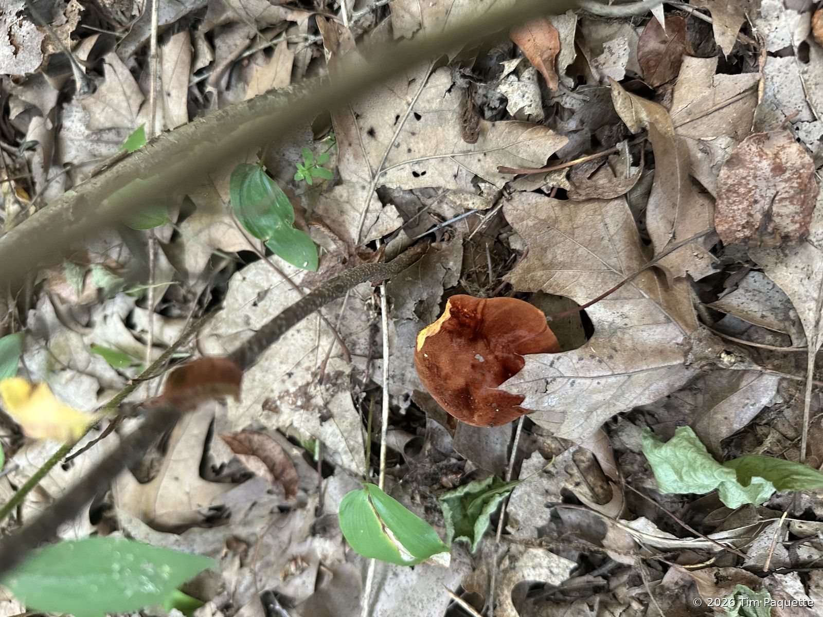 Brown bolete beside the red-brown one