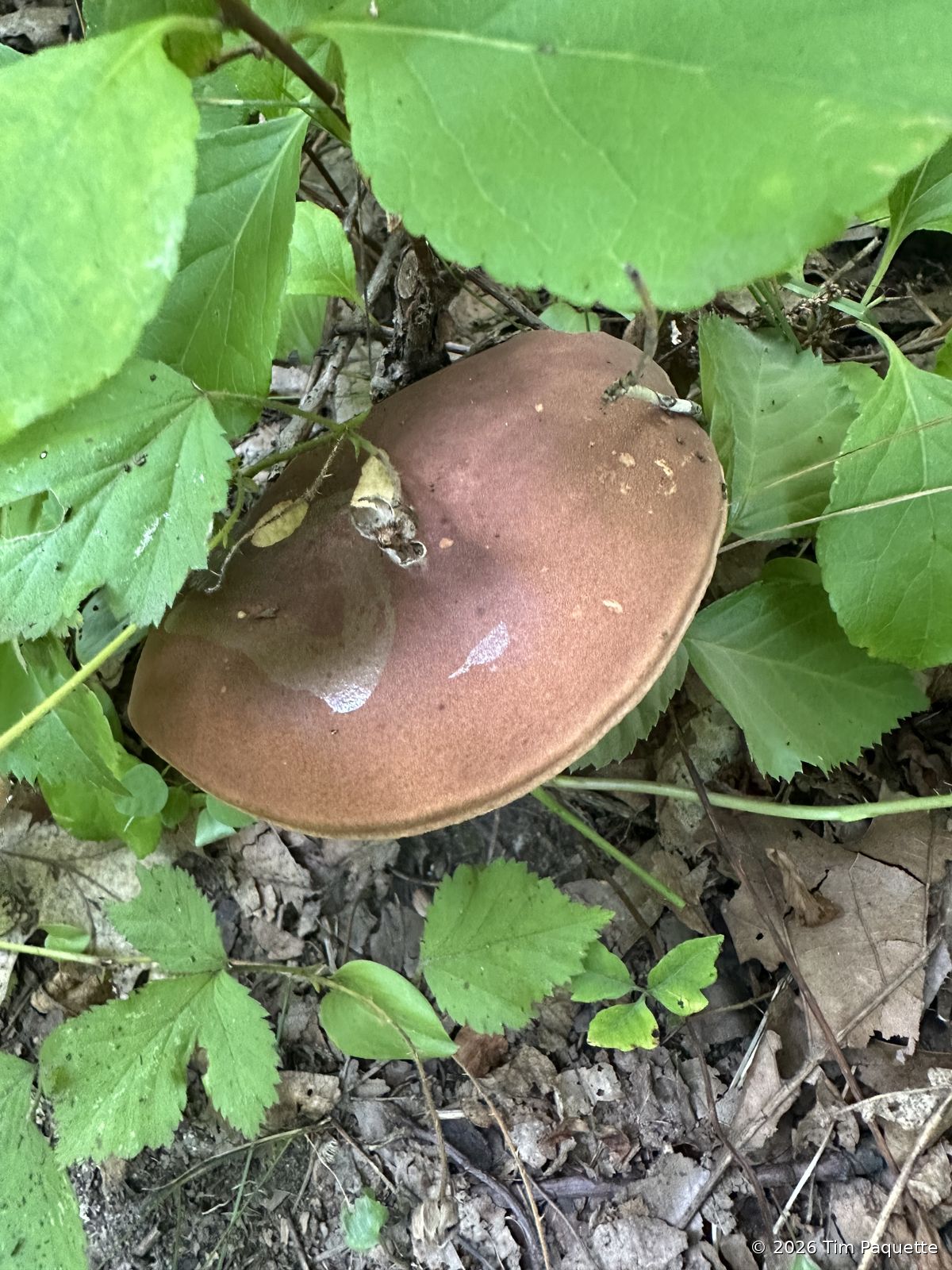 Grey-brown cap in litter
