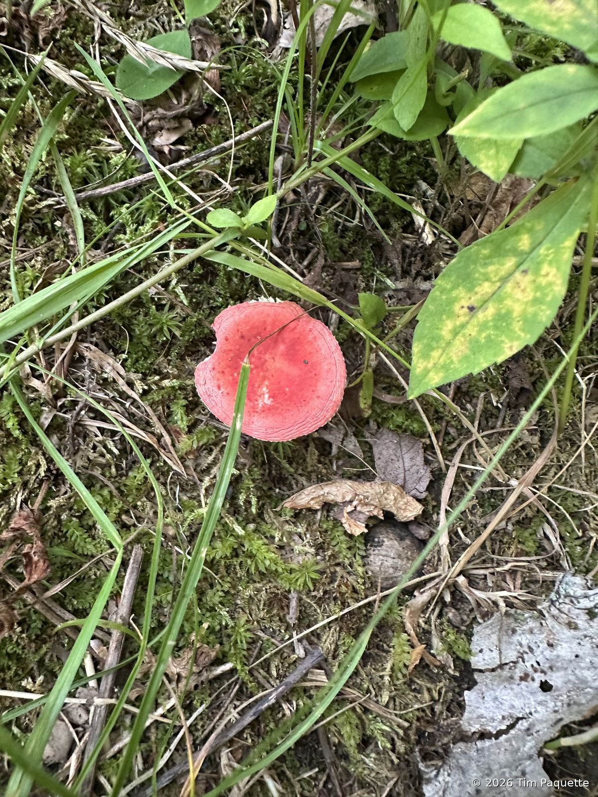 Rose-red brittlegill in grass