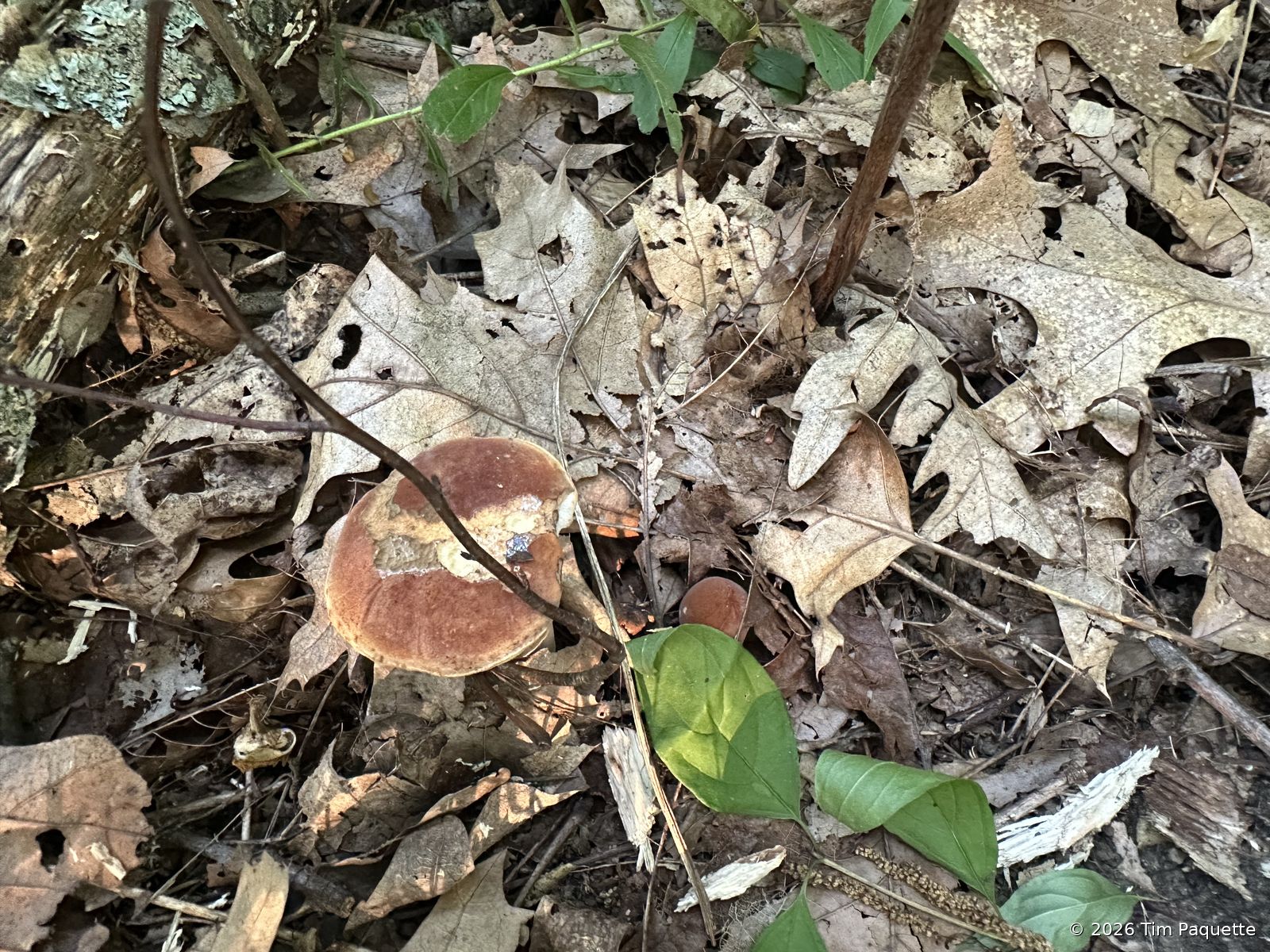Red-brown cap on the slope