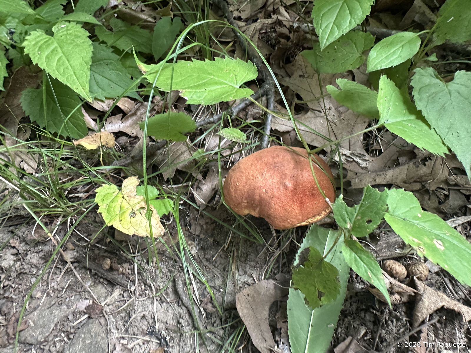 Red-brown bolete under a leaf