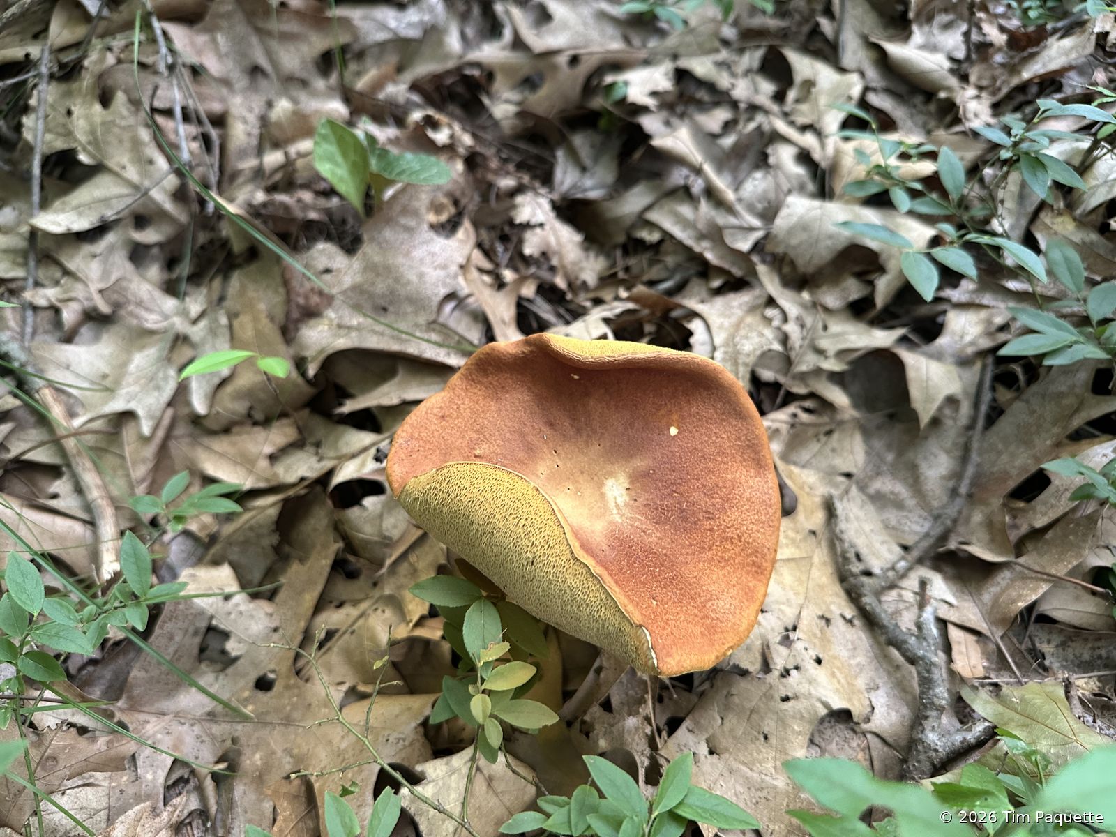 Orange-tan bolete in oak litter