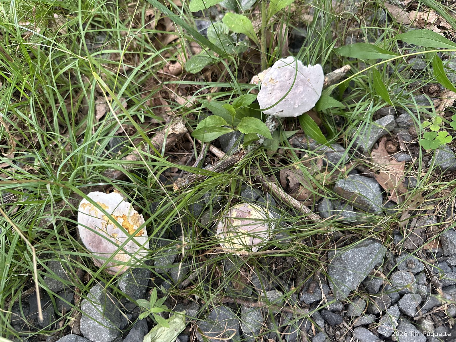 White and pale caps at the trail edge