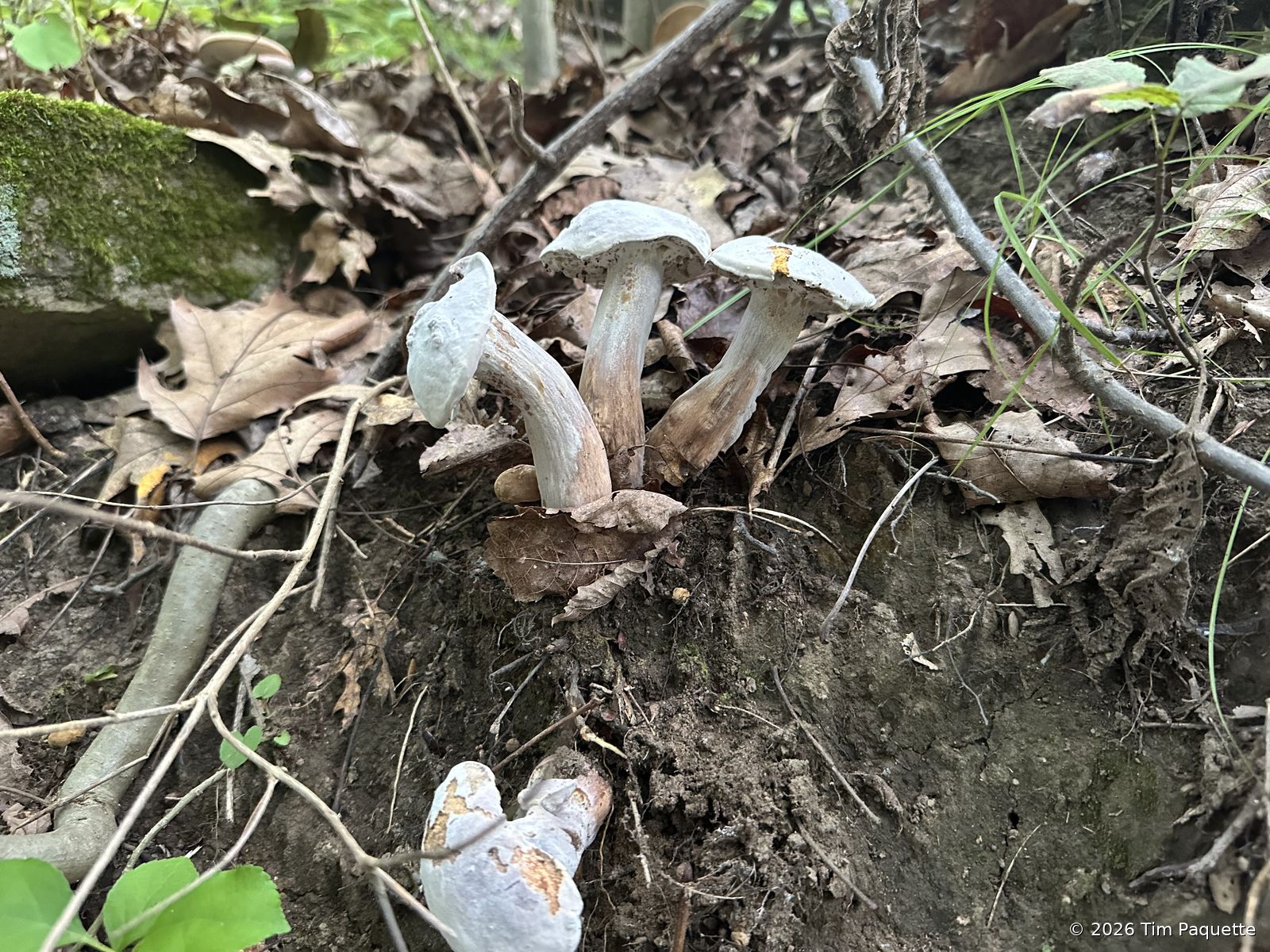 Pale clustered fruitbodies on the ground
