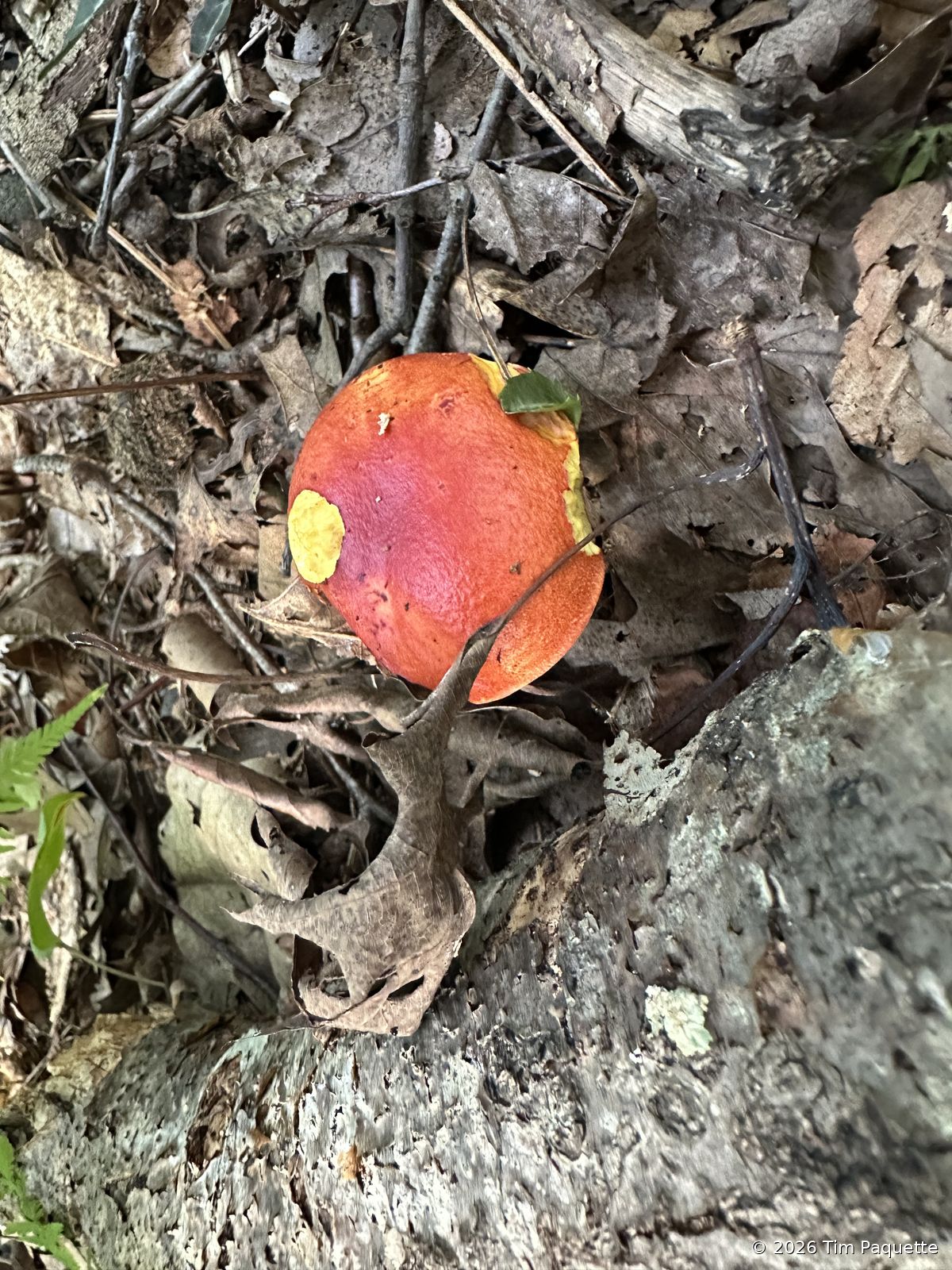 Scarlet cap on a mossy log