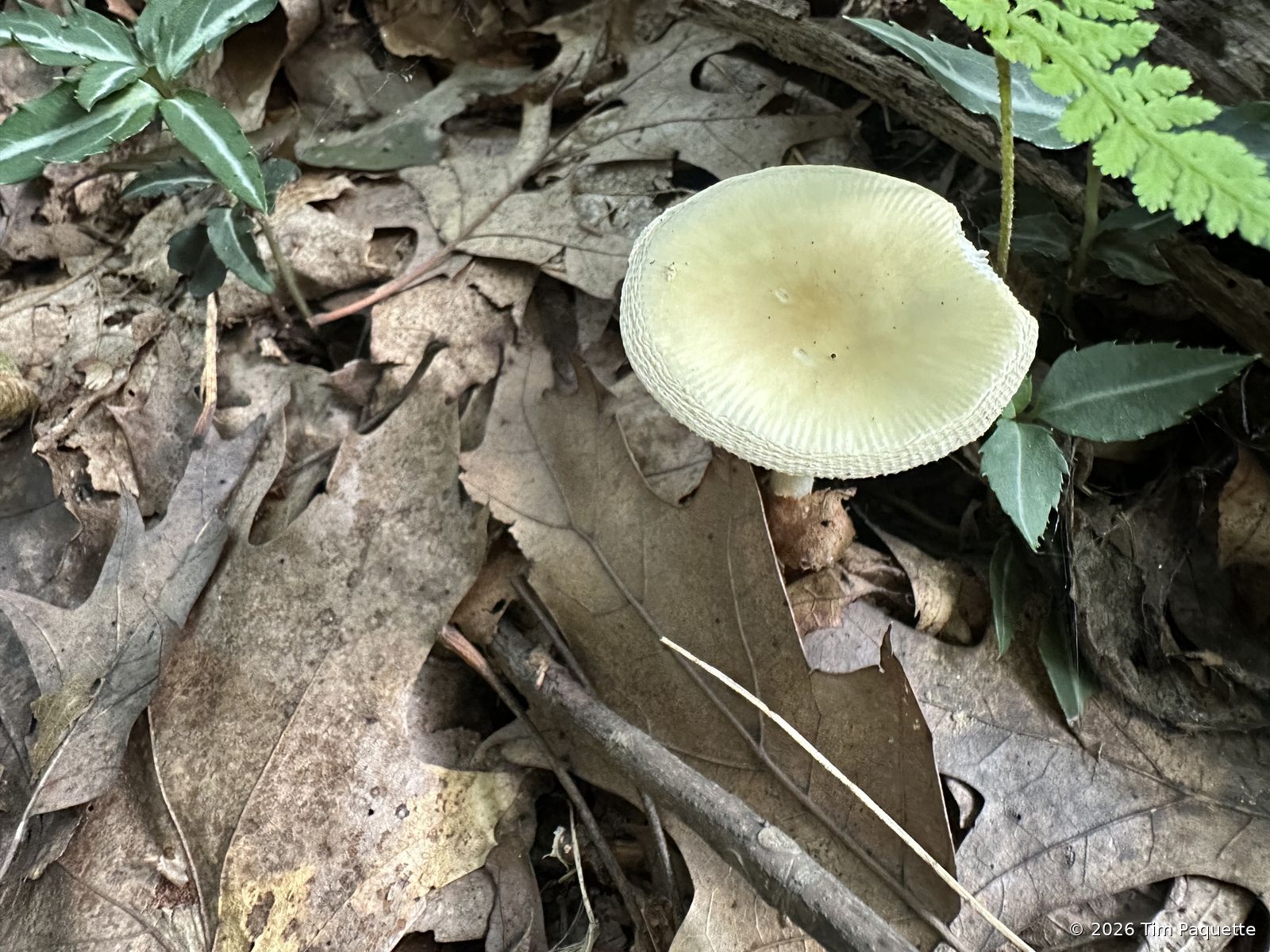 Cream caps in litter