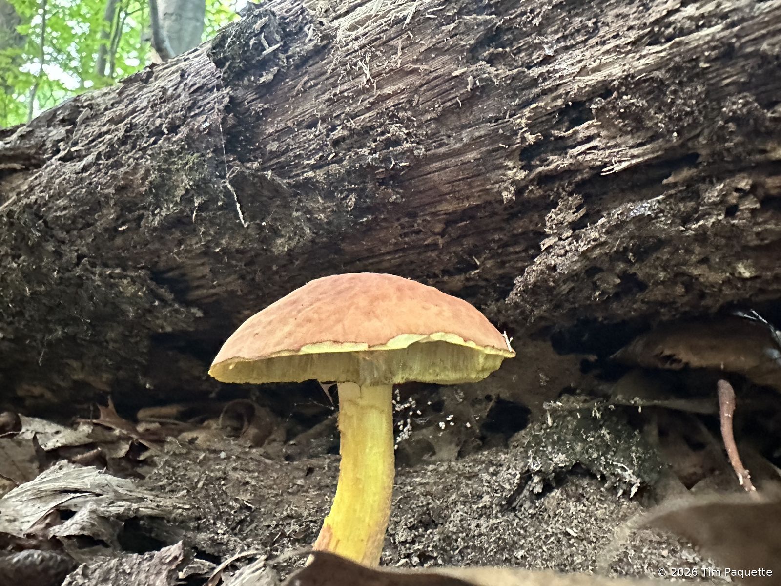 Yellow-pored bolete on a fallen log