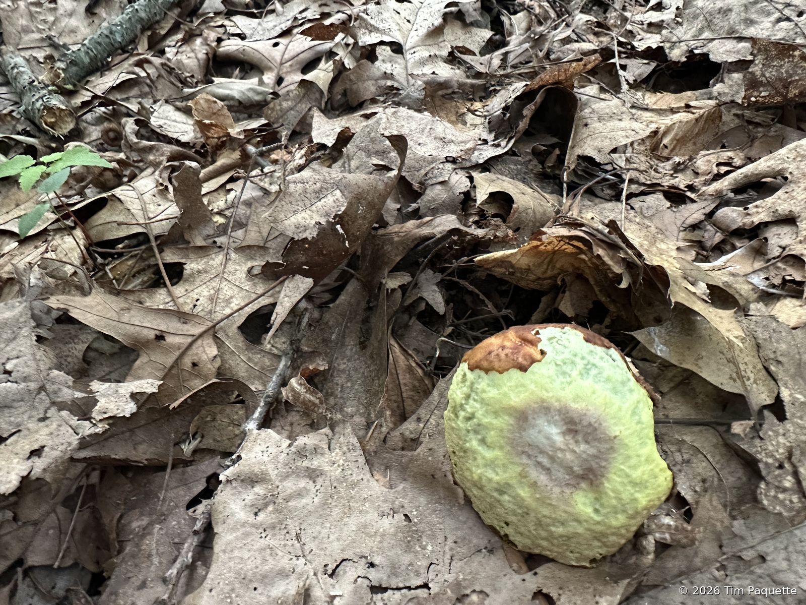 Green-tinged bolete against a stump