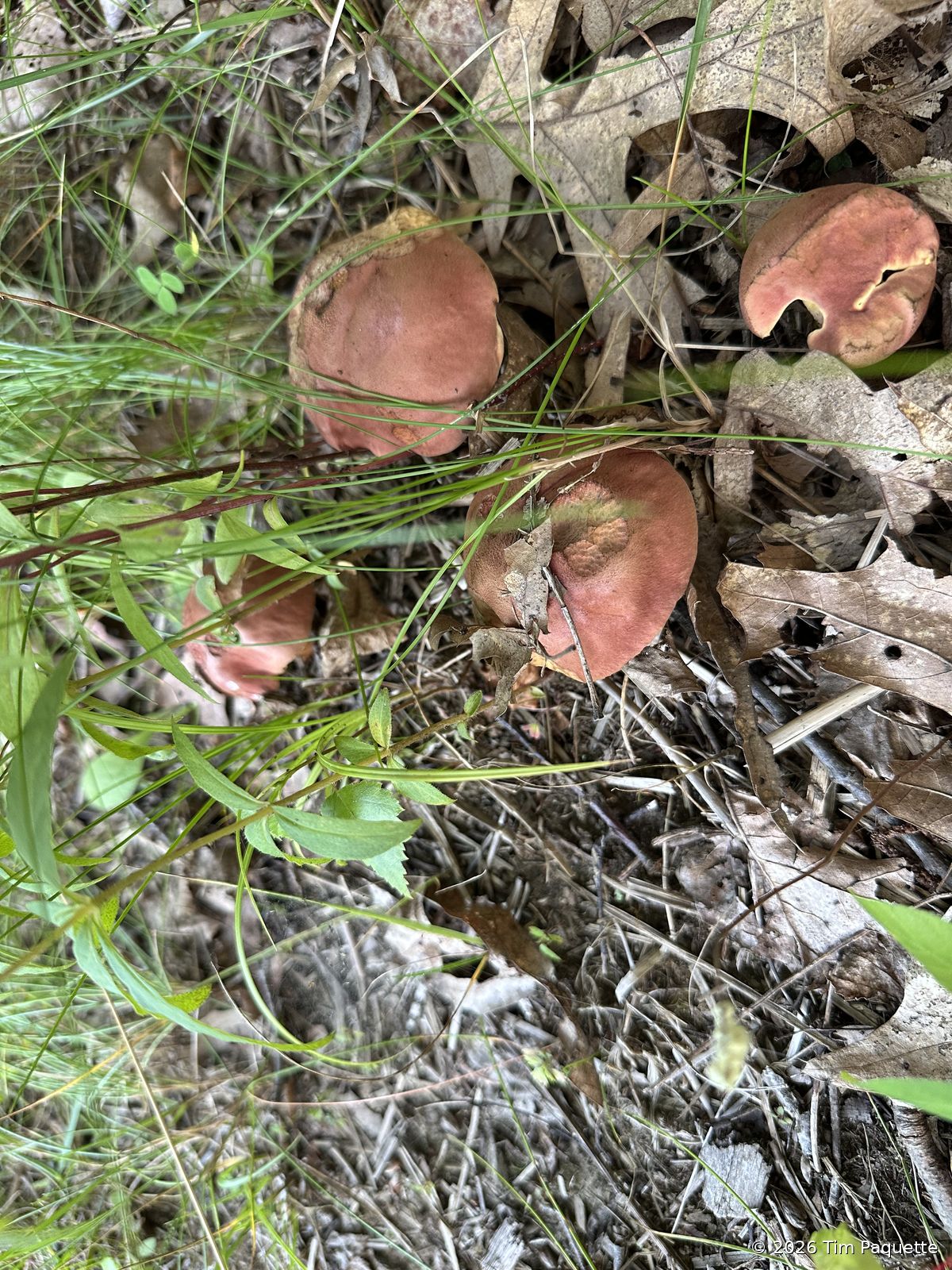 Red brittlegills in grass