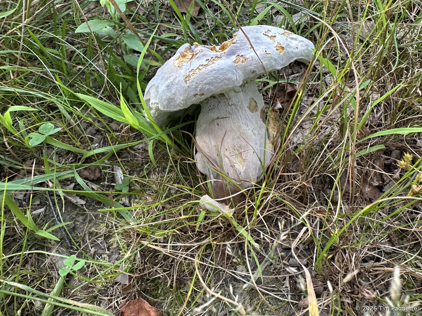 Pale grey cap beside the brittlegills