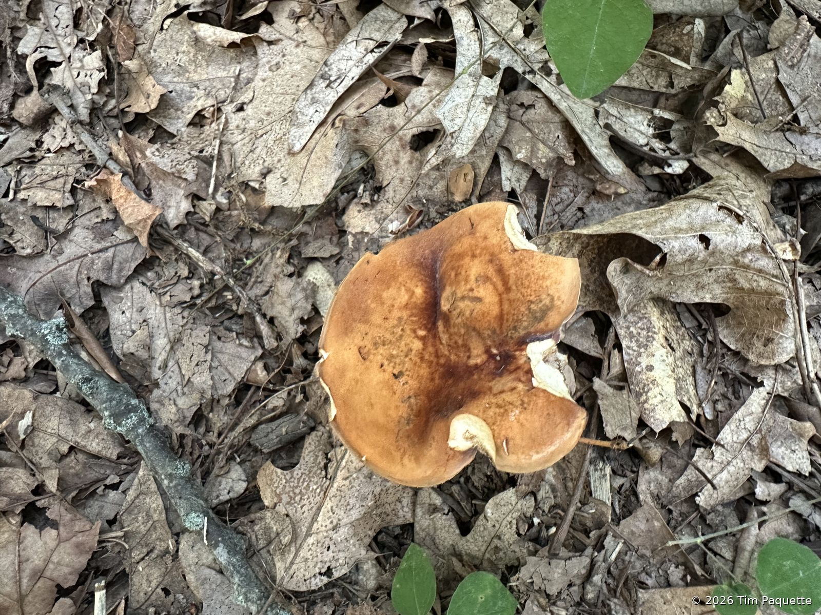 Dark scaly bolete