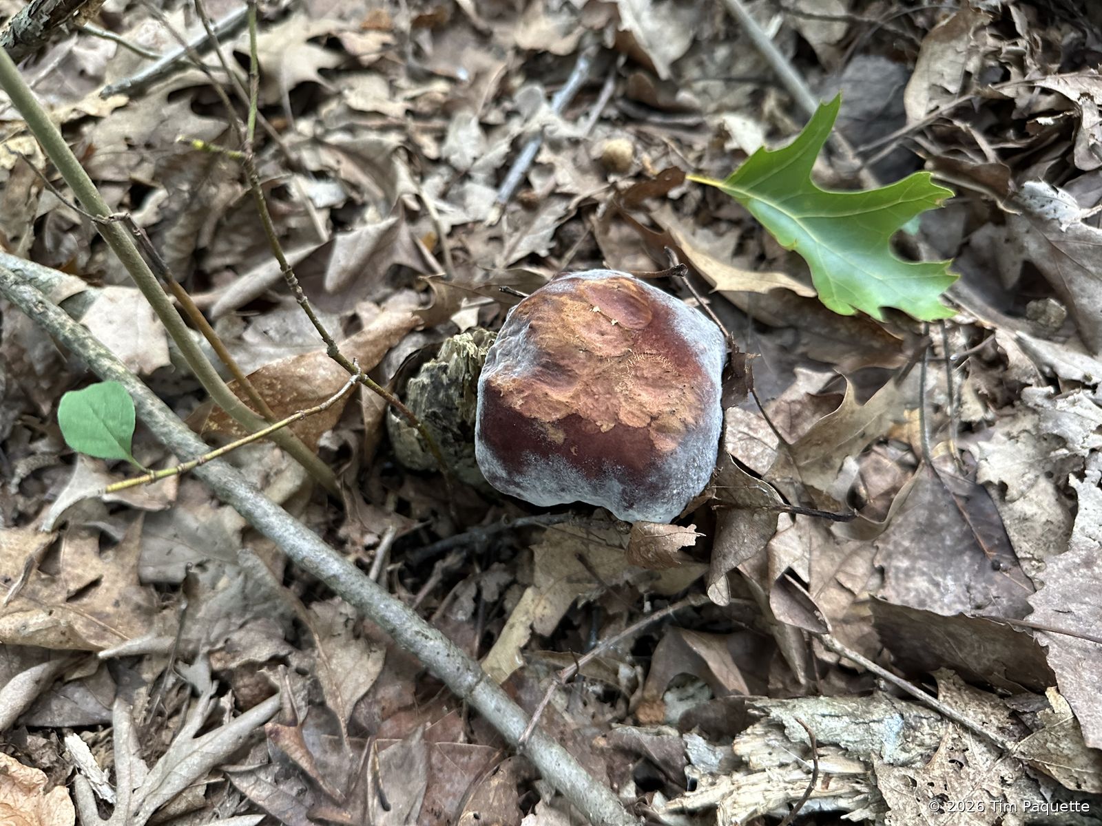 Purple-grey bolete