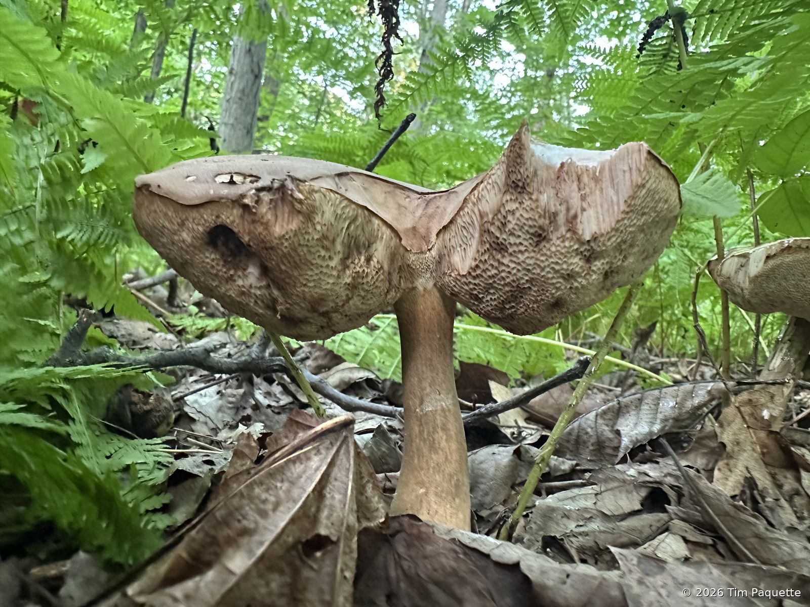 Pale bolete among ferns
