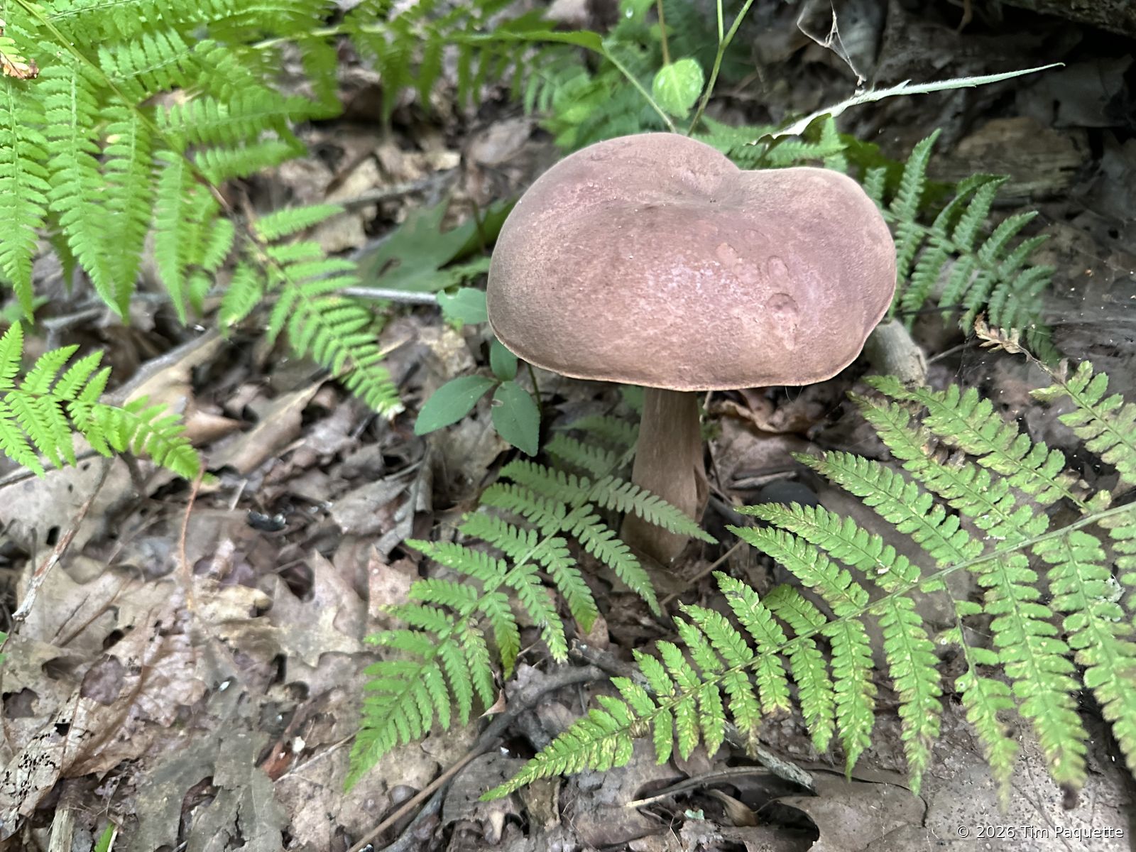 Dark cap among ferns