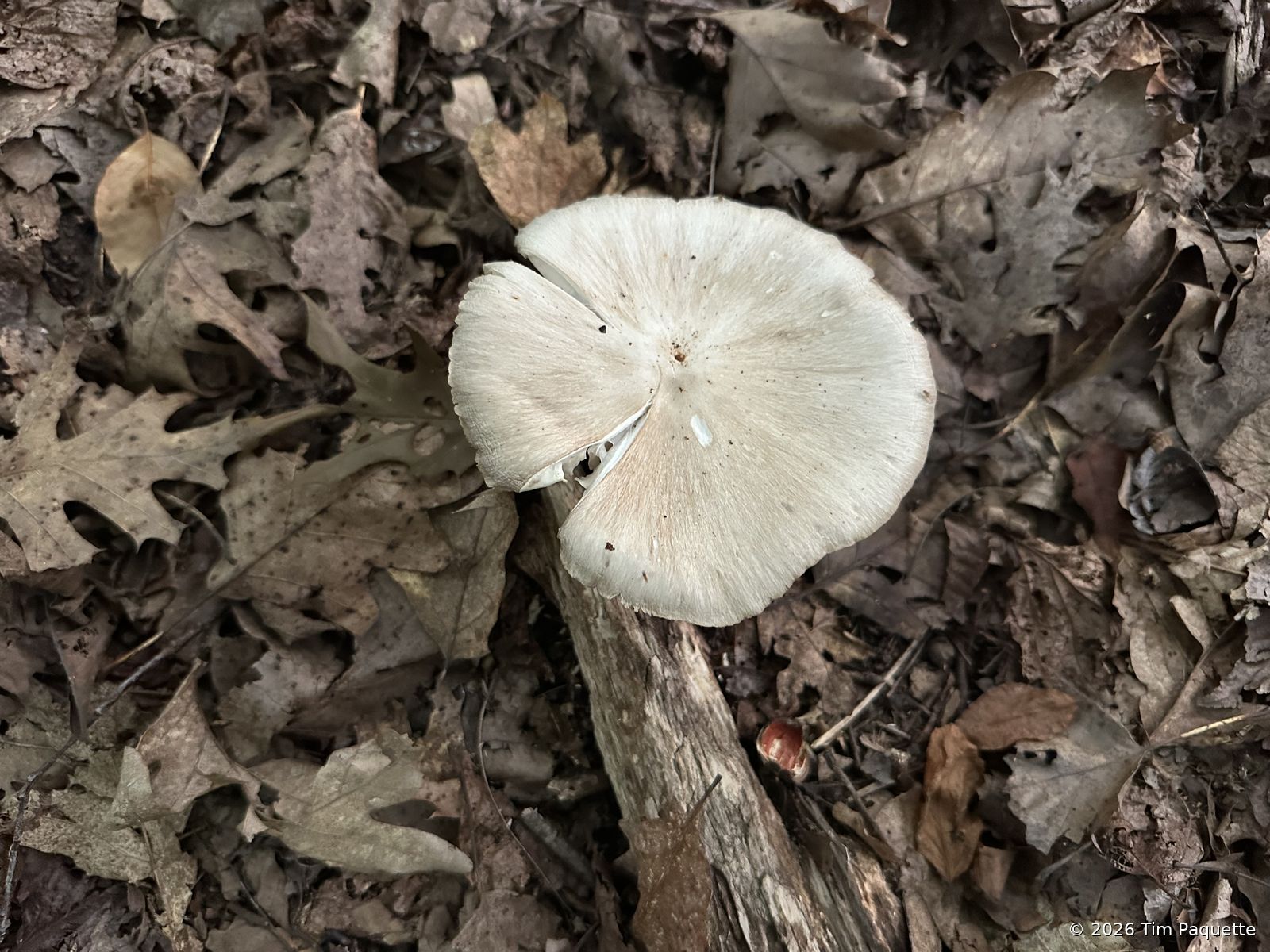 White gilled mushroom at dusk