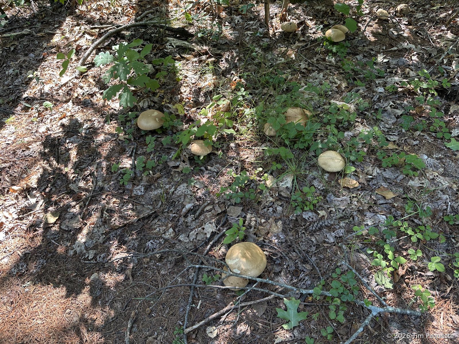Scattered caps on the sandy trail