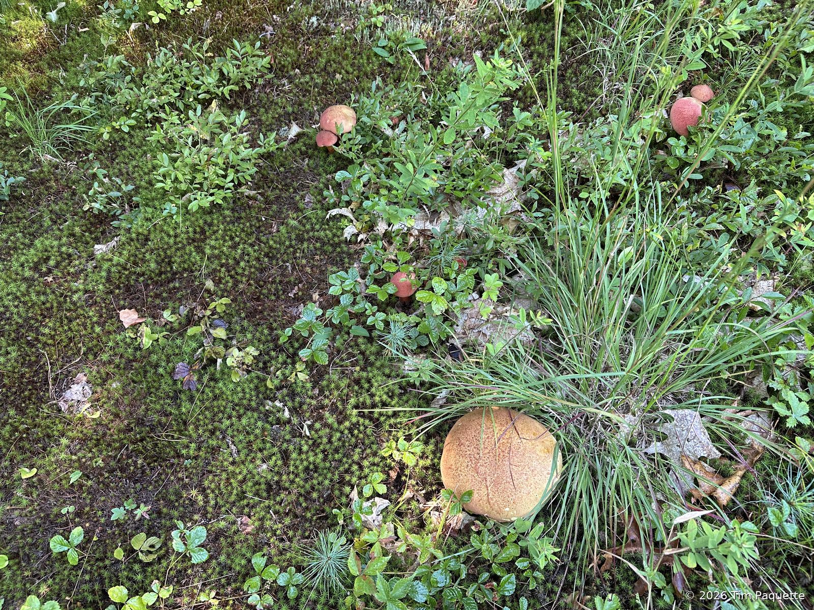 The red-capped bolete that was everywhere