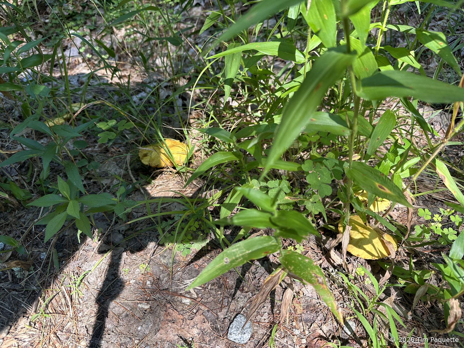 Small cap in the trail grass