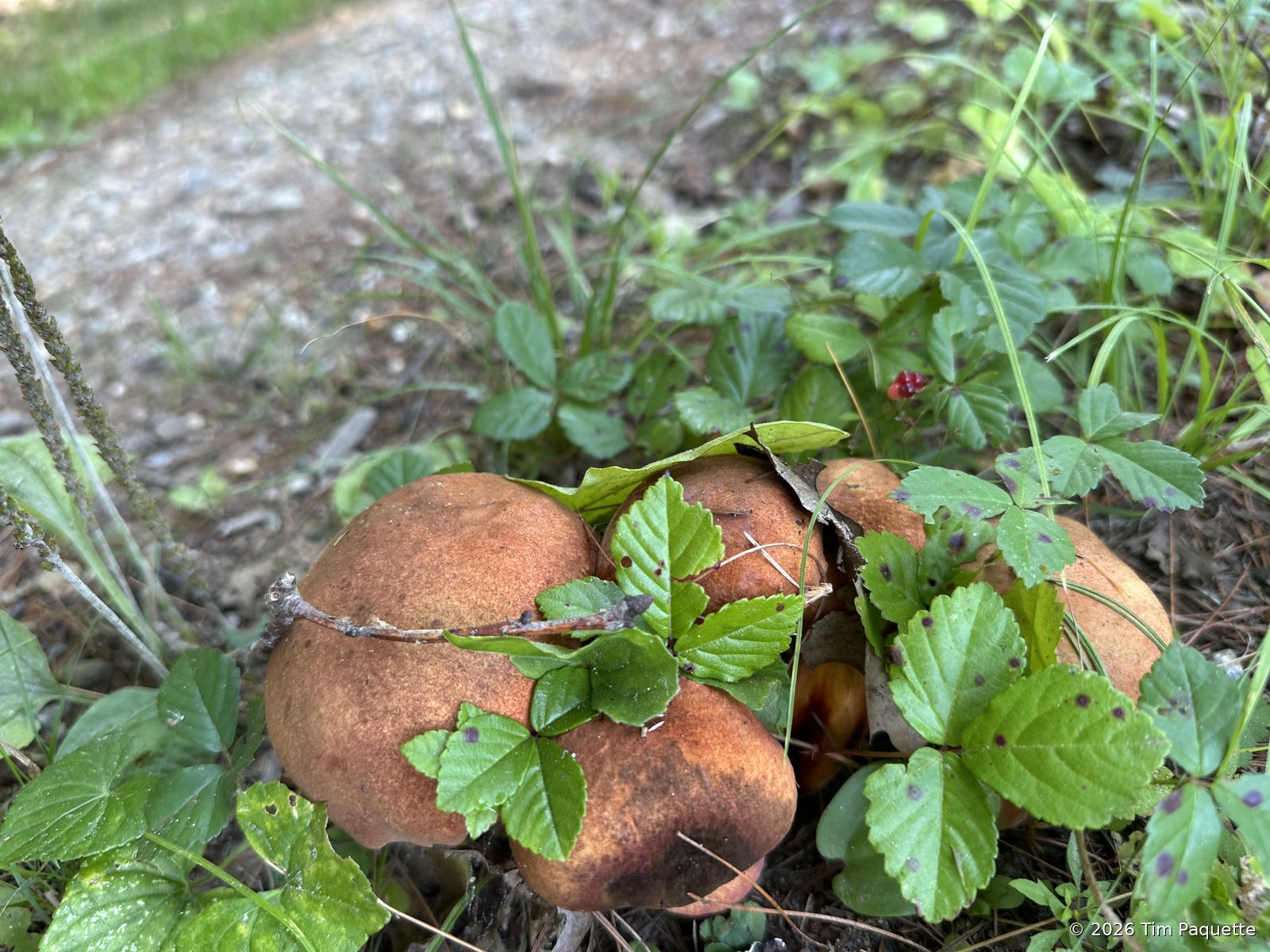 Red-brown bolete on the slope