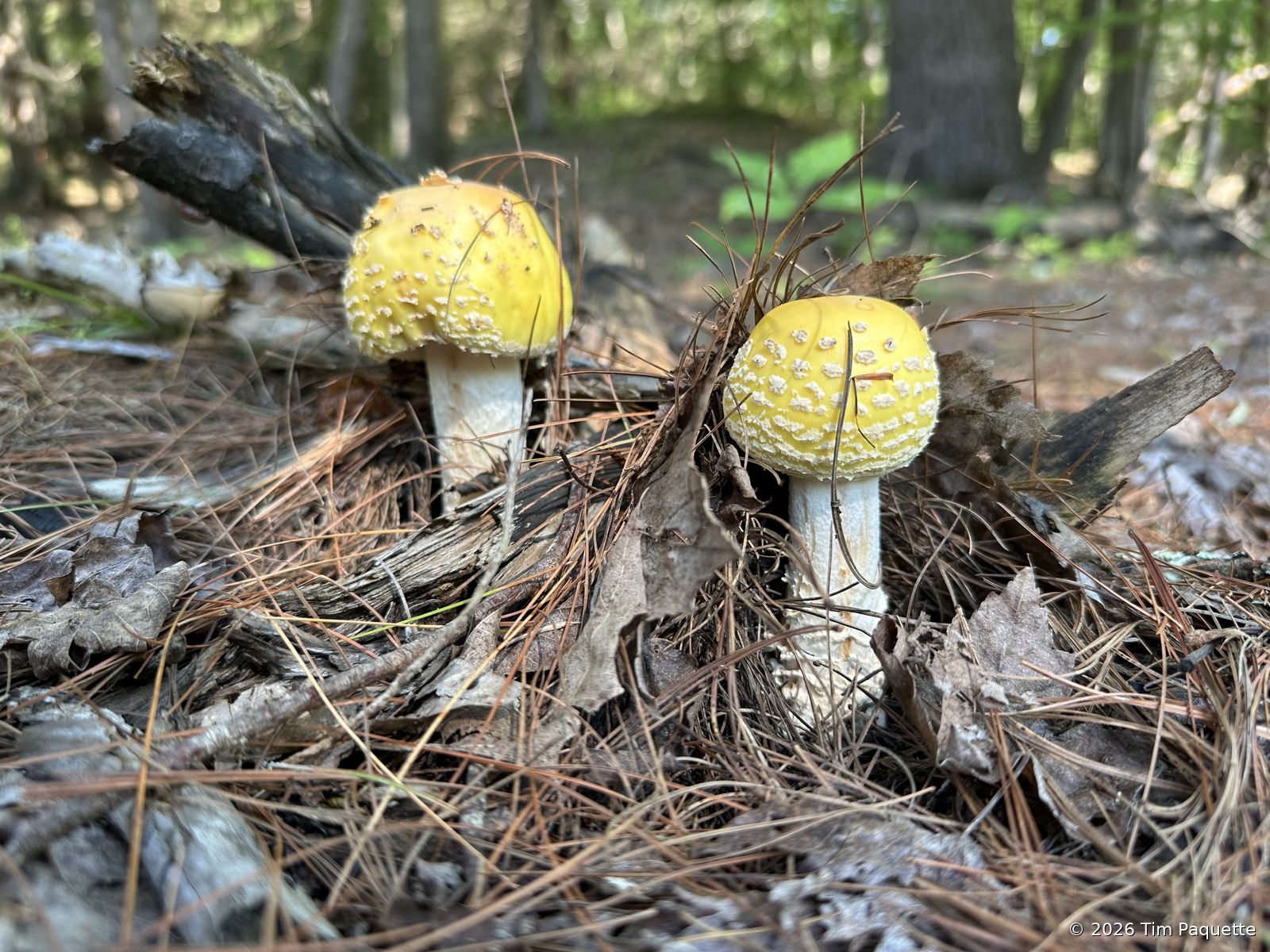 Yellow-capped mushroom with a volva