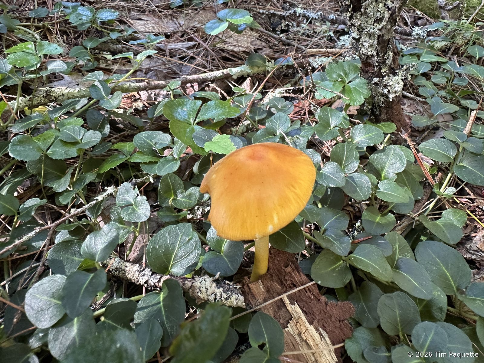 Orange caps on the sandy bank