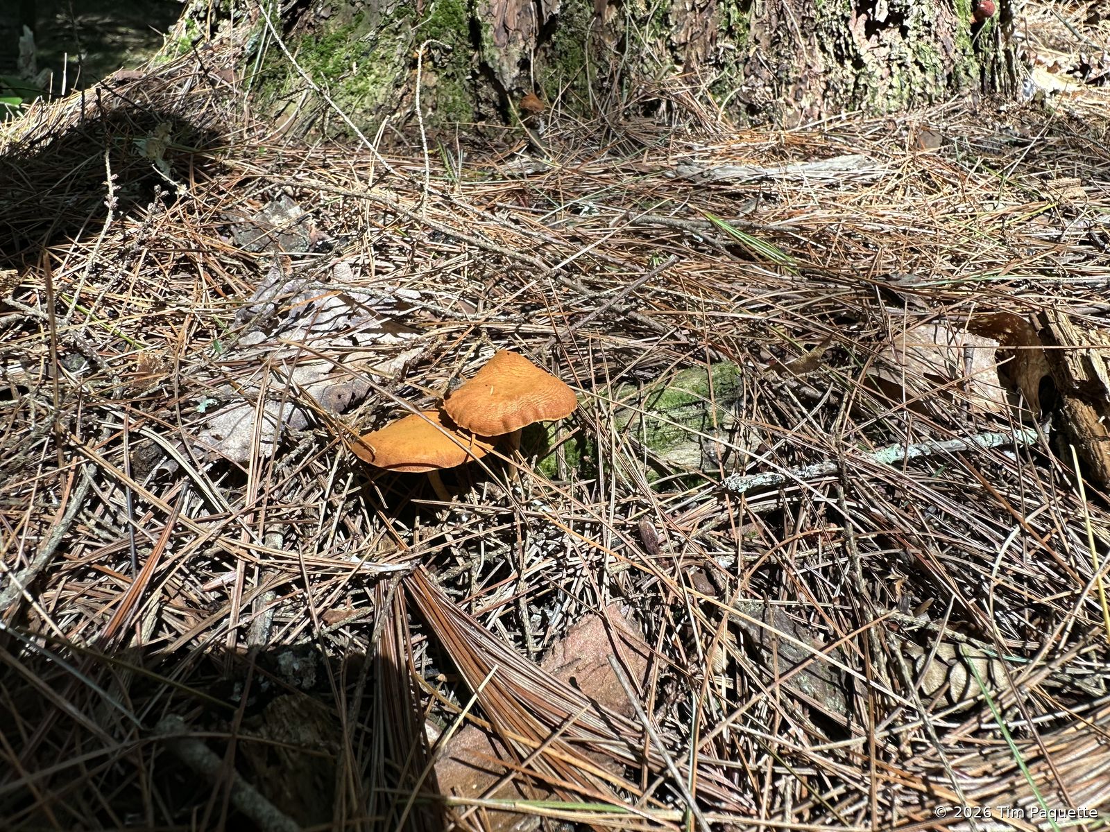 Tan cap with brown gills