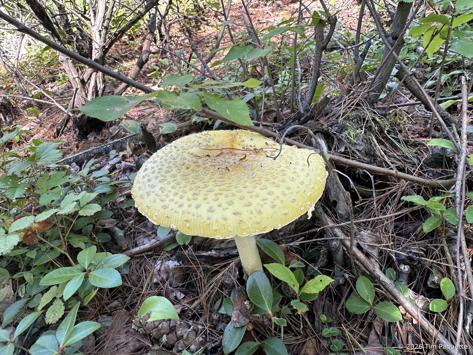 Pale yellow-capped mushroom