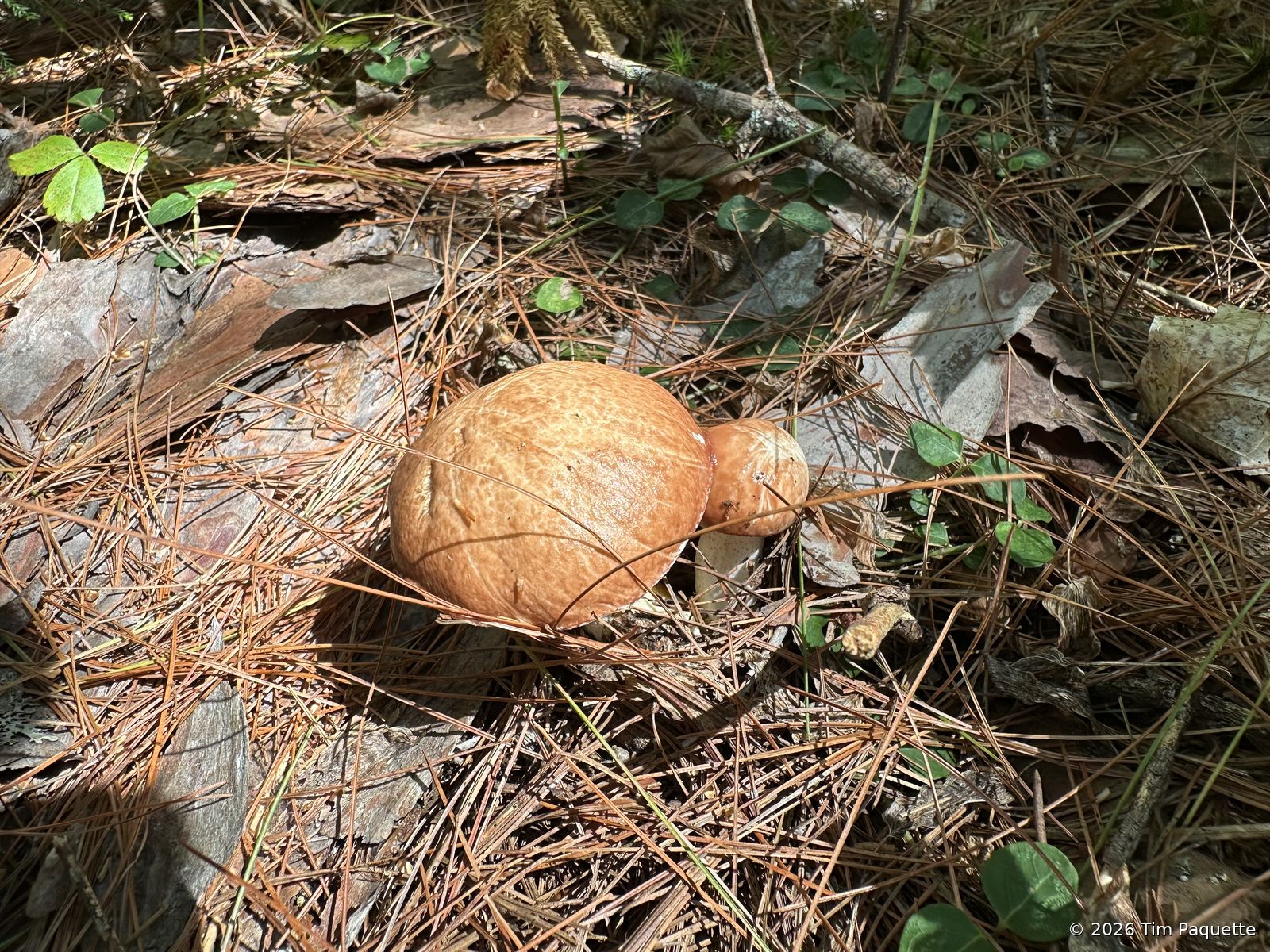 Orange-brown caps in pine litter