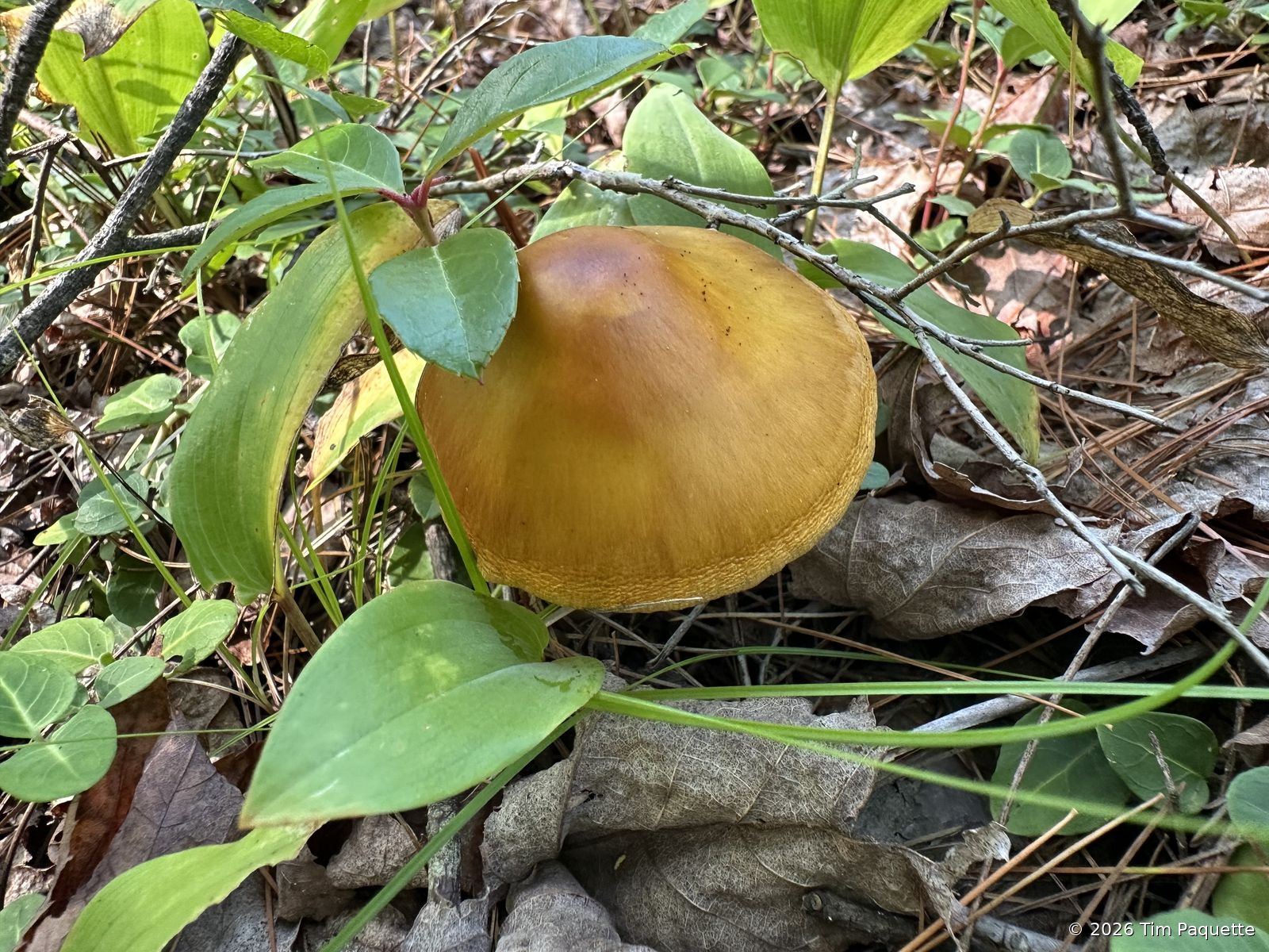 Orange cap with white gills