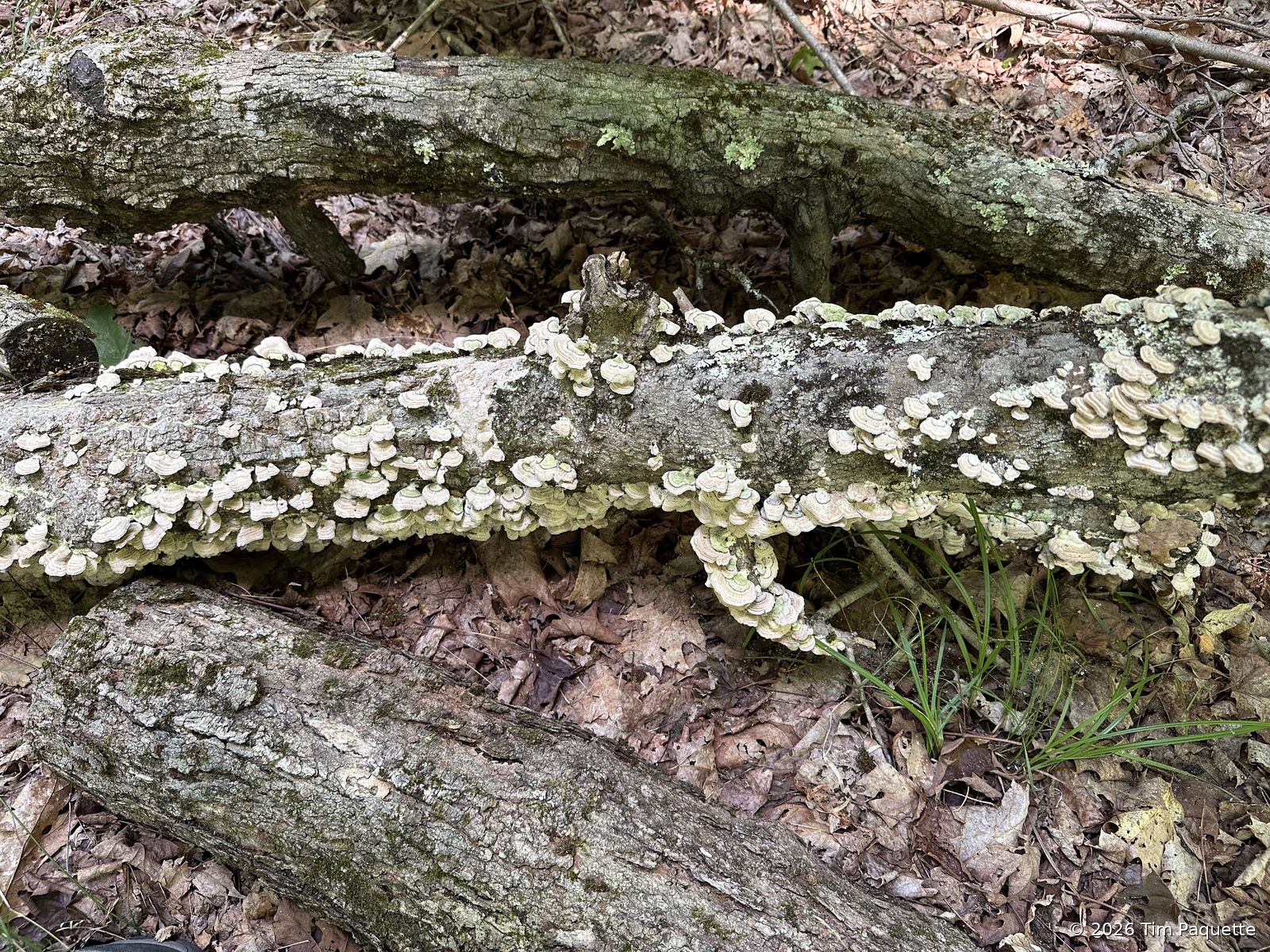 Turkey tail on a fallen branch