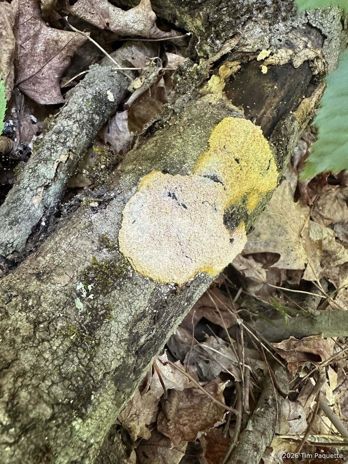 Yellow crust on a fallen log