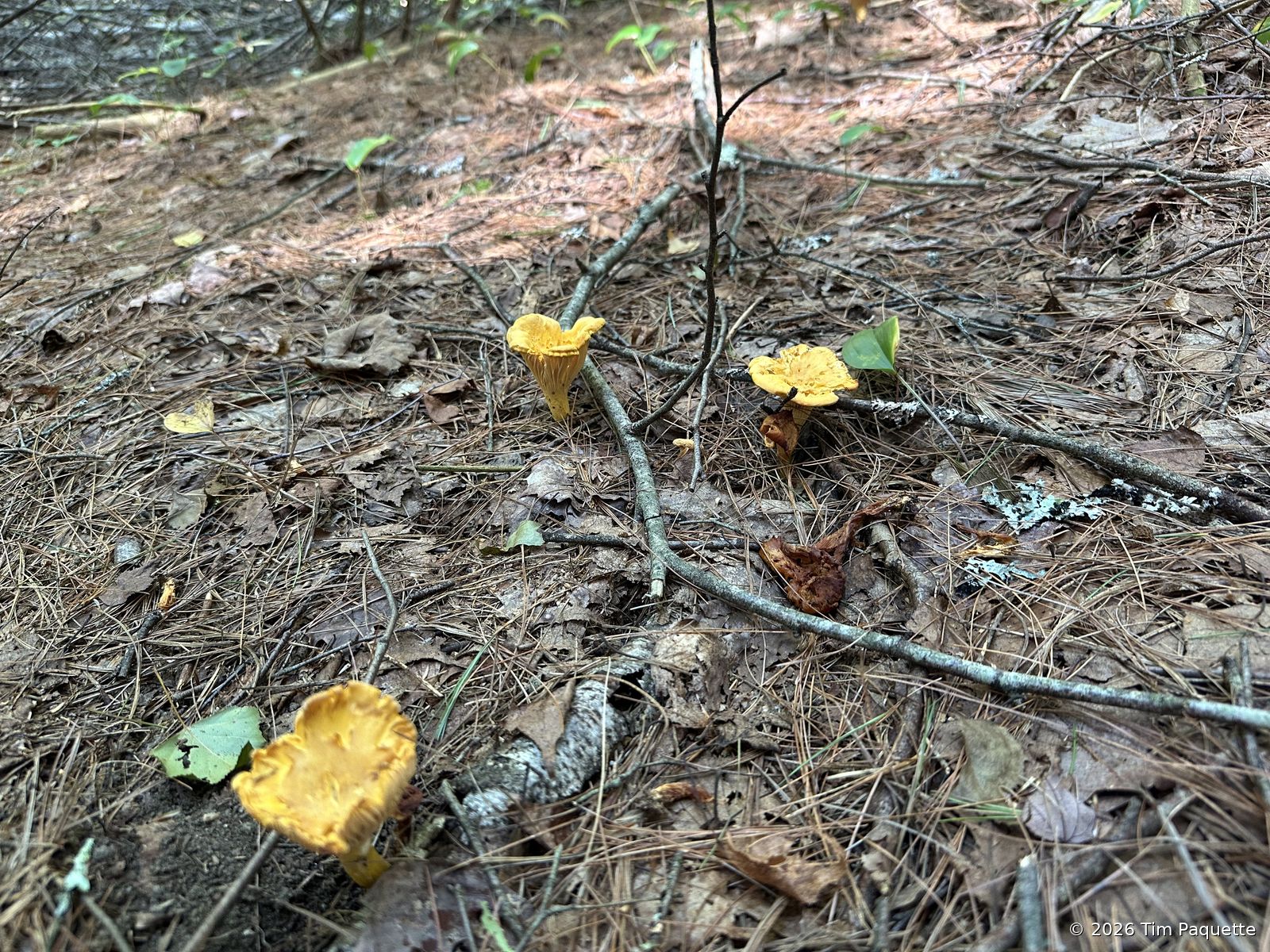 Chanterelles under birch