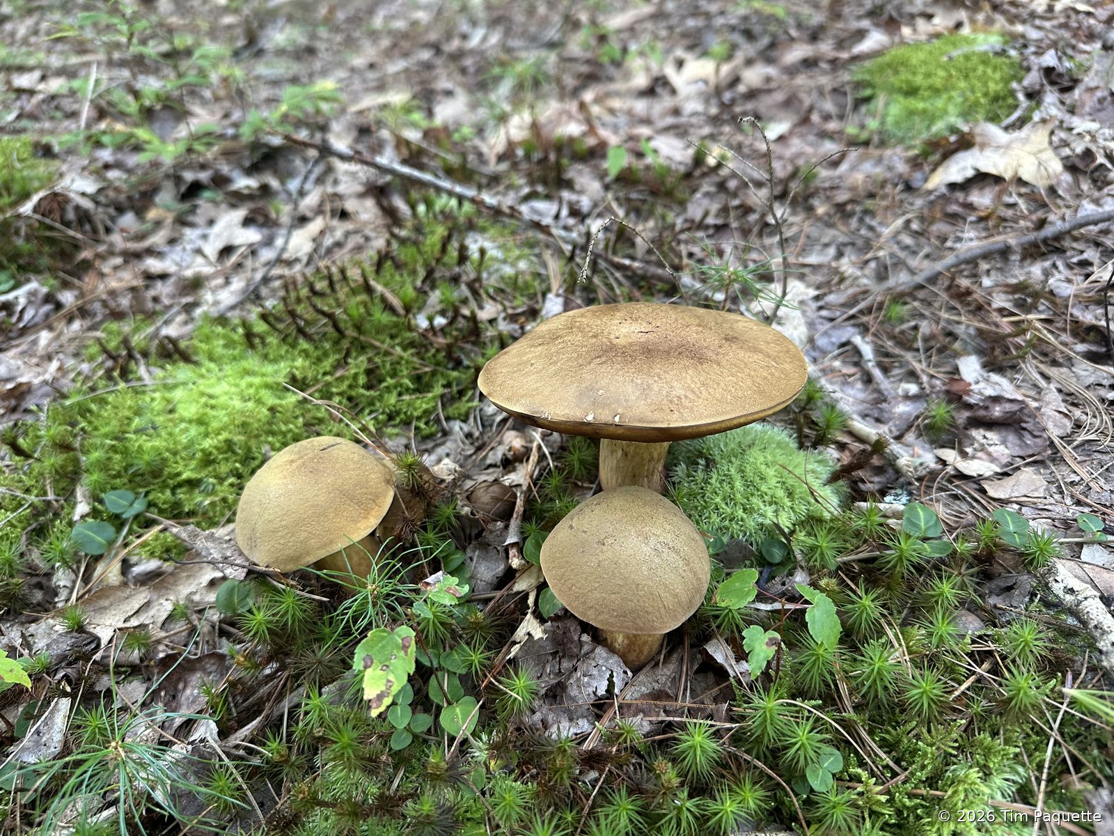 Large pale bolete over the water