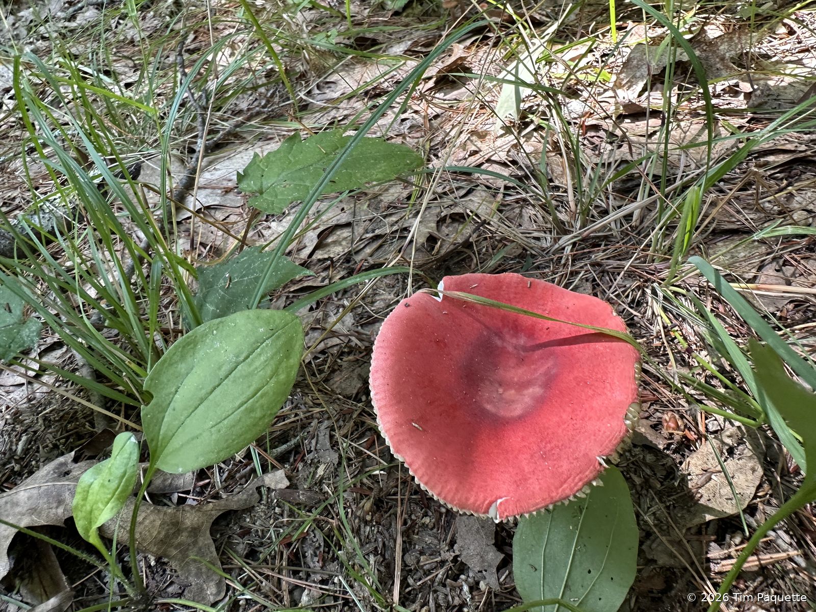 Red cap with white gills