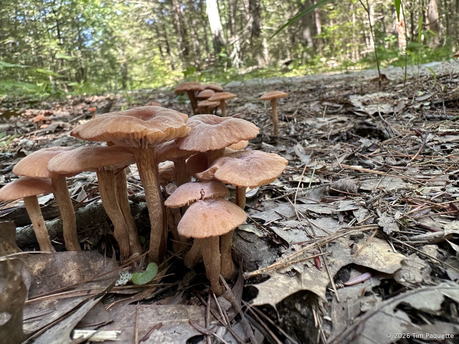 Clustered brown caps on wood