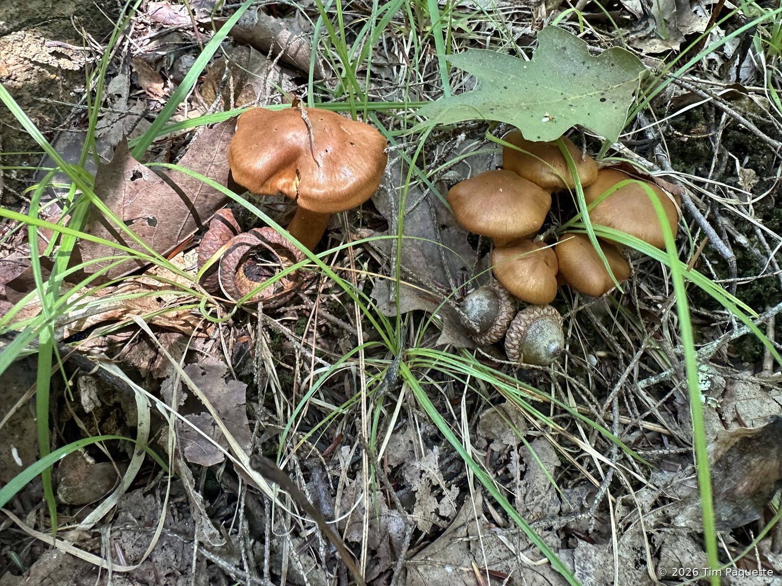 Orange caps in roadside grass