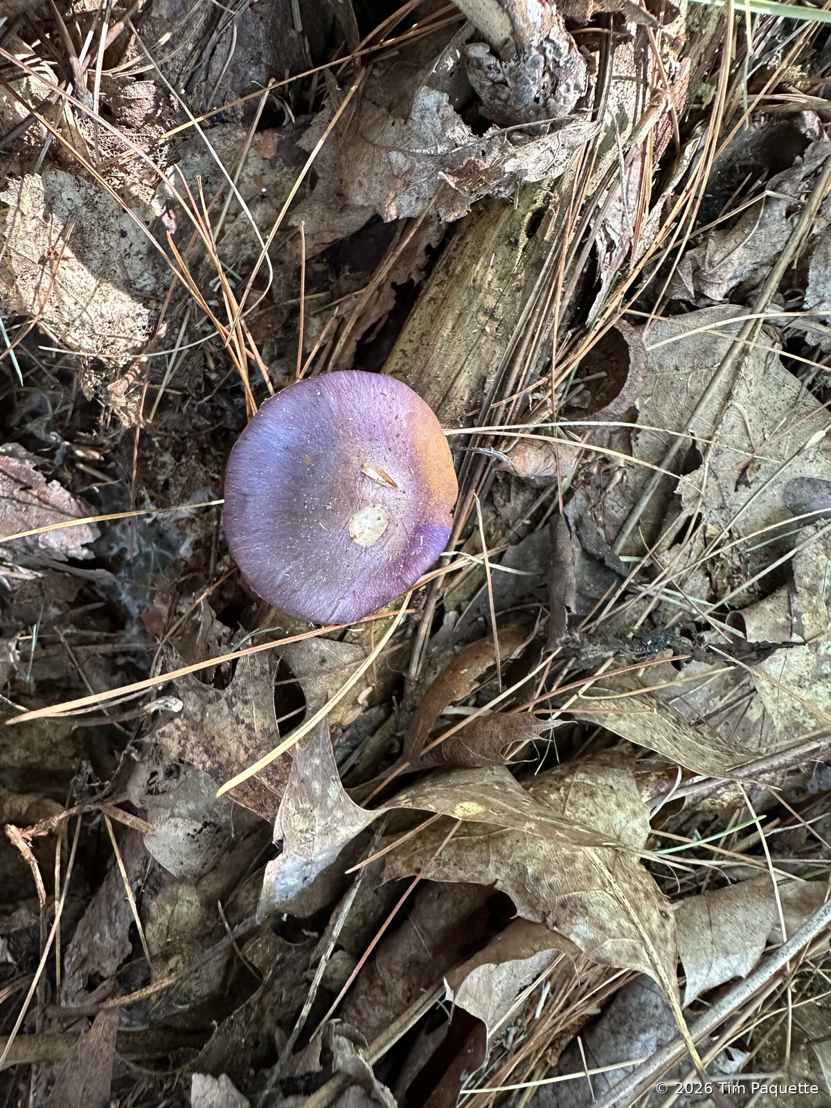 Violet cap with purple gills