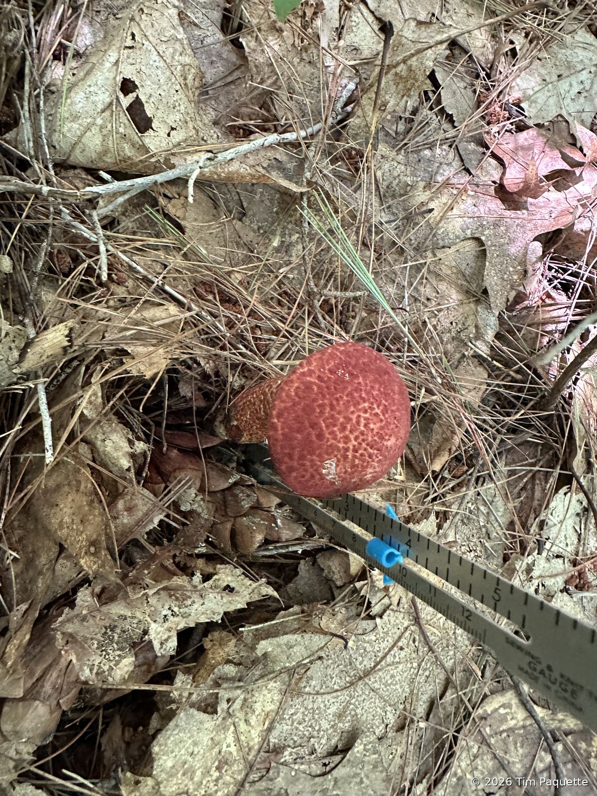 Red-capped bolete with an ornamented stipe
